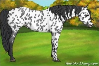 Horse Color:Blue Roan Appaloosa 