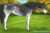 Horse Color:White Spotted Black Splash Rabicano