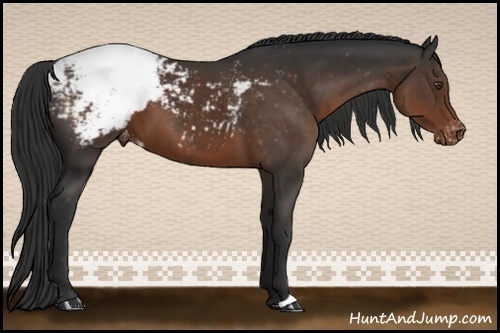 Horse Color:Liver Chestnut Appaloosa 