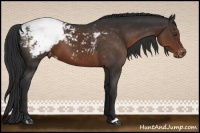 Horse Color:Liver Chestnut Appaloosa 