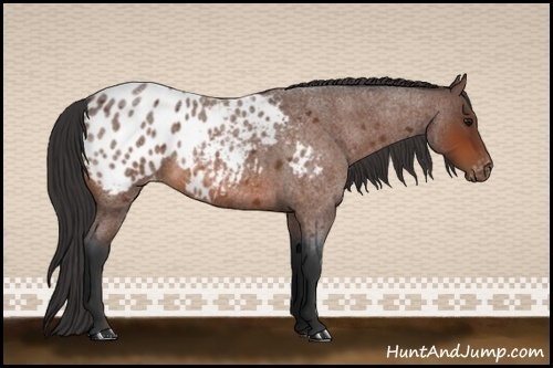 Horse Color:Bay Roan Appaloosa 