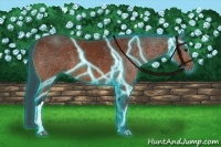 Horse Color:Thunderstruck Bay 