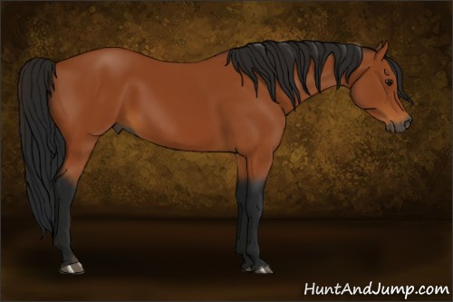 Horse Color:Gray Buckskin 