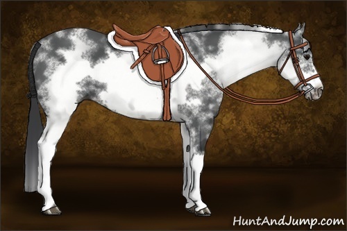 Horse Color:White Spotted Black Frame