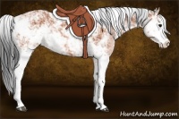 Horse Color:Bay Sabino 