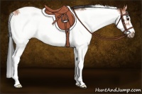 Horse Color:Bay Sabino Frame