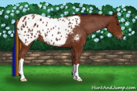 Horse Color:Gray Painted Bay Appaloosa 