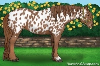 Horse Color:Chestnut Near Leopard 