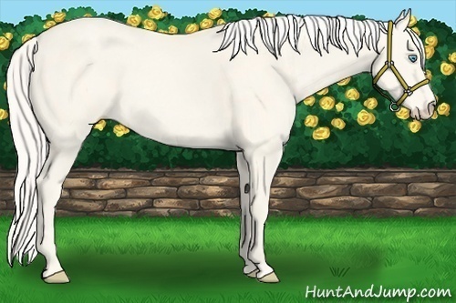 Horse Color:Cremello 