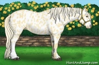 Horse Color:Palomino Near Leopard