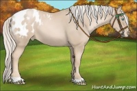 Horse Color:Palomino Pearl Appaloosa 