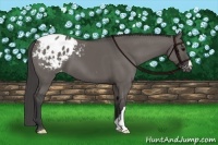 Horse Color:Grullo Appaloosa 