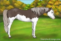 Horse Color:Silver Black Splash