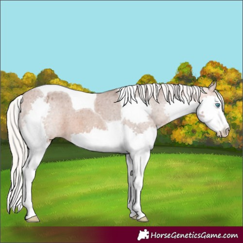 Horse Color:Silver Bay Splash Tobiano Varnish 