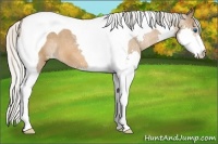Horse Color:Silver Bay Splash Tobiano Appaloosa 