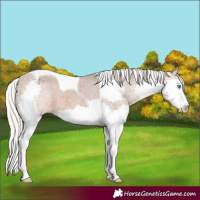 Horse Color:Silver Bay Splash Tobiano Appaloosa 