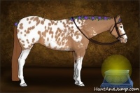 Horse Color:White Spotted Chestnut Appaloosa 