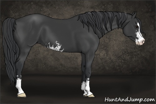 Horse Color:Black Sabino 