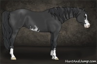 Horse Color:Black Sabino 