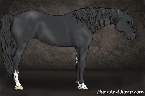 Horse Color:Black Sabino 