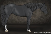 Horse Color:Black Sabino