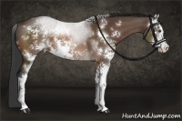 Horse Color:Brown Sabino