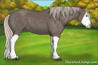 Horse Color:Silver Black Splash