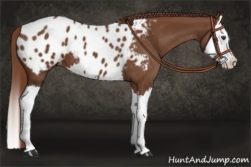 Horse Color:Chestnut Sabino Splash Appaloosa 