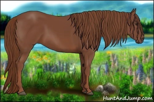 Horse Color:Chestnut Rabicano 