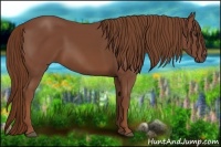 Horse Color:Chestnut Rabicano 