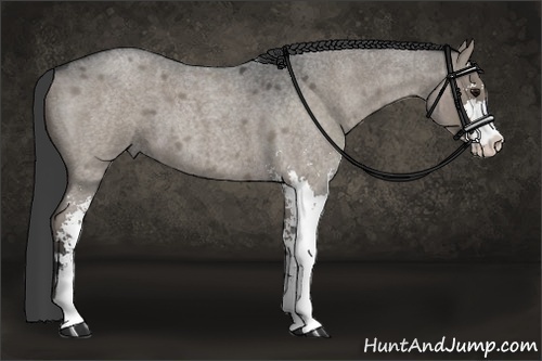 Horse Color:Grullo Roan Sabino 