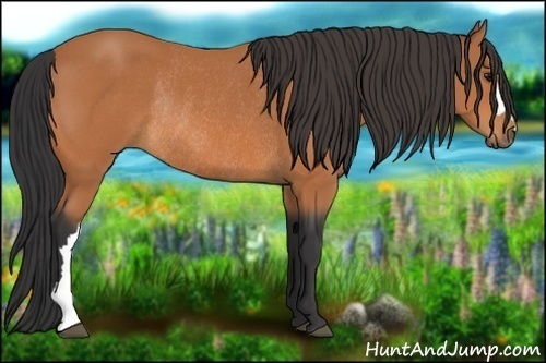 Horse Color:Bay Rabicano 