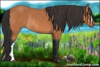 Horse Color:Bay Rabicano 