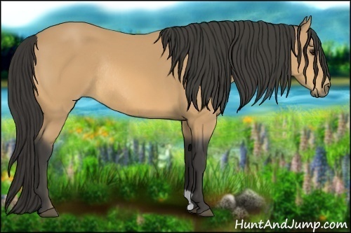 Horse Color:Buckskin Rabicano
