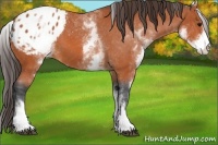 Horse Color:White Spotted Bay Appaloosa