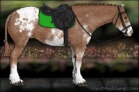 Horse Color:White Spotted Chestnut Blanket 