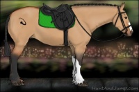 Horse Color:Bay Dun