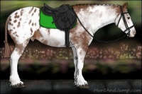 Horse Color:White Spotted Chestnut Appaloosa 