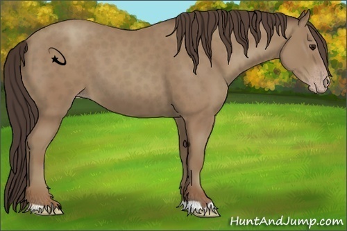 Horse Color:Classic Champagne 