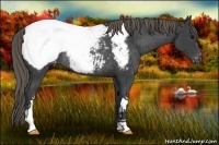 Horse Color:Smoky Black Snowcap Rabicano 