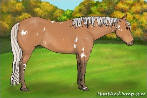 Horse Color:White Spotted Silver Bay Rabicano 