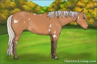 Horse Color:White Spotted Silver Bay Rabicano