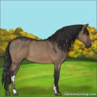 Horse Color:Brown Dun 