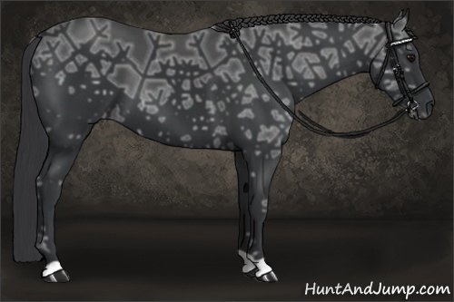 Horse Color:Black Ice 