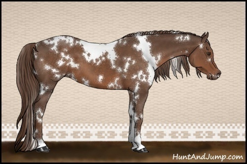 Horse Color:White Spotted Liver Chestnut 
