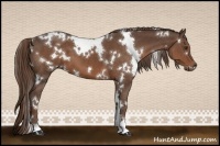 Horse Color:White Spotted Liver Chestnut 