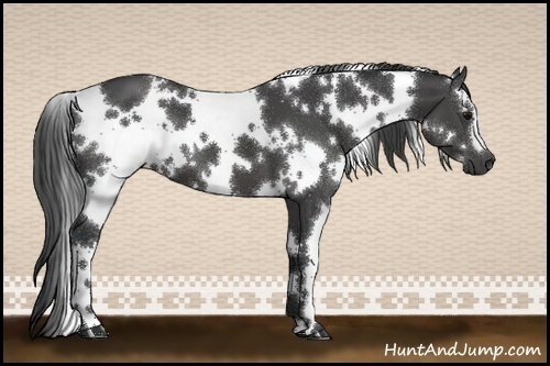 Horse Color:White Spotted Black 