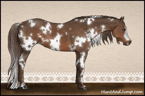 Horse Color:White Spotted Liver Chestnut 