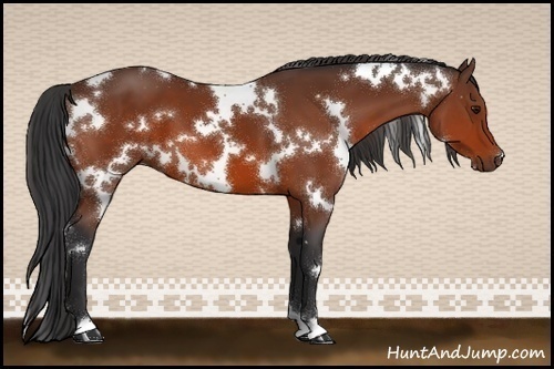 Horse Color:White Spotted Bay
