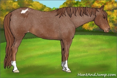 Horse Color:Chestnut Appaloosa 